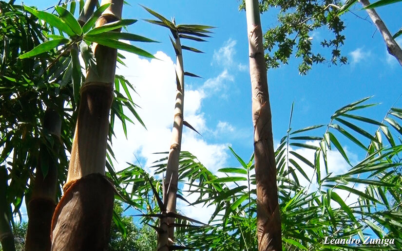 BAMBU2